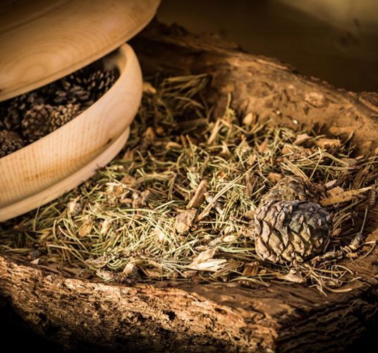 Dried mountain pine